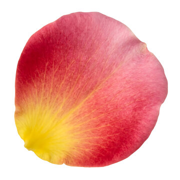 Single Red and Yellow Rose Petal Isolated on White Background, Natural Floral Element for Botanical Design, Wedding Decoration, Beauty, Romance and Creative Graphic Use