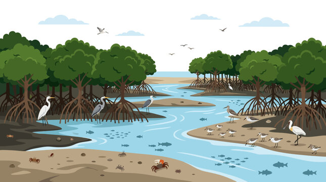 Mangrove forest ecosystem with herons and crabs on a tropical coast