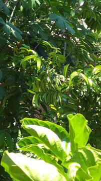 Green iguana moving on chaya branch next to soursop tree
