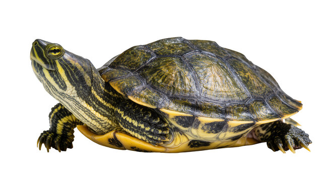 Isolated beautiful red-eared slider turtle, a freshwater reptile with patterned shell.