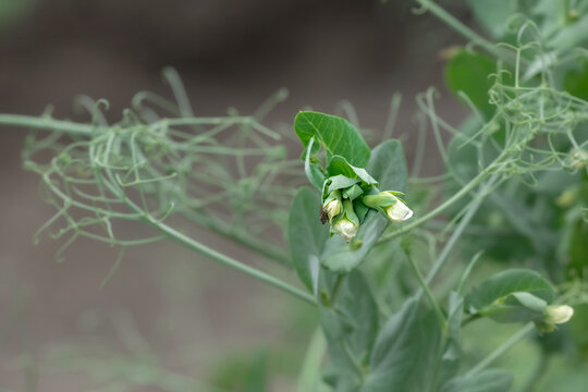 White flower on a pea branch.Pea flowering.
