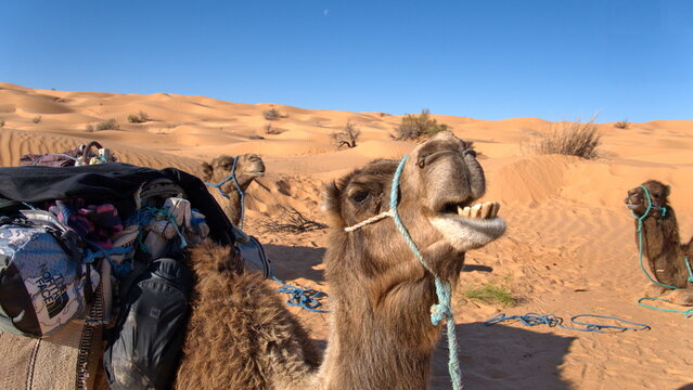 Close up of a dromedary camel (Camelus dromedarius) with a funny expression in the Sahara Desert, outside of Douz, Tunisia