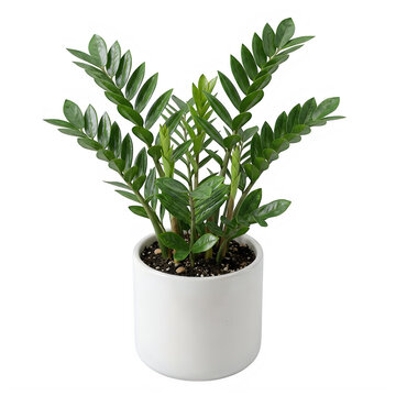 Small green zz plant in a simple white ceramic pot