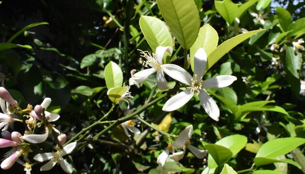 レモン栽培　不完全花、