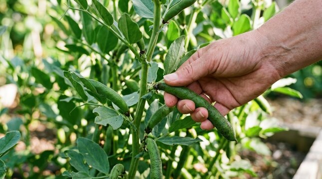 Senior woman harvesting fresh organic fava beans in a home vegetable garden for healthy farm to table cooking