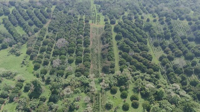 Expansive macadamia nut plantation featuring rows of lush trees, showcasing agricultural patterns and the vastness of a commercial farm from a high altitude drone perspective on a hazy day