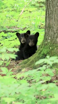 Sweet Black Bear Cubs Brother Sisters Nap Time Interruption Wake Up Sleepy Head!
