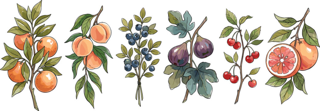 Watercolor fruit branches vector set with orange peach blueberry fig cherry and grapefruit elements for organic food branding and botanical card design