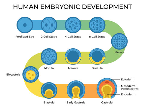 This diagram illustrates the stages of human embryonic development, showcasing from fertilized egg to gastrula, highlighting crucial developmental milestones visually.