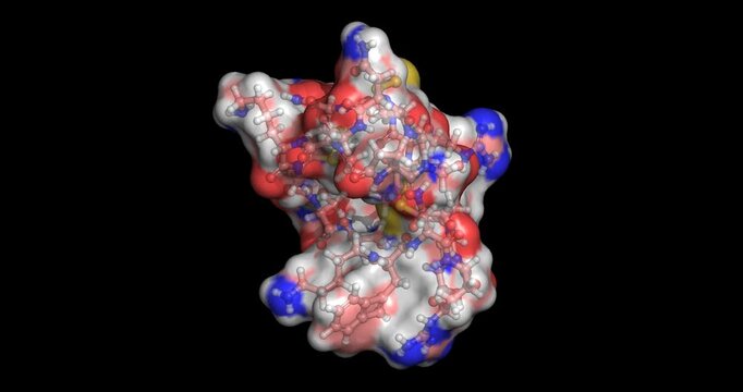 Conotoxin, marine shell toxic peptide, 3D molecule 4K spinning

