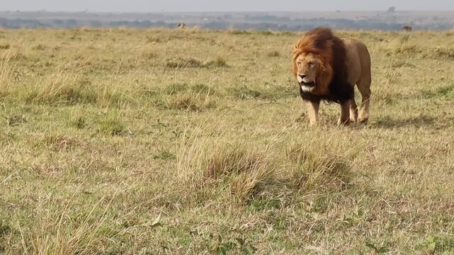 Male lion walking in the african savanna