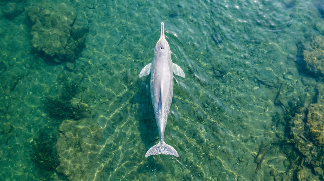 Rare Irrawaddy Dolphin Swimming Gracefully in Clear Shallow Tropical Waters Overhead View Showing Unique Long Snout and Smooth Pale Skin Underwater Marine Life Conservation