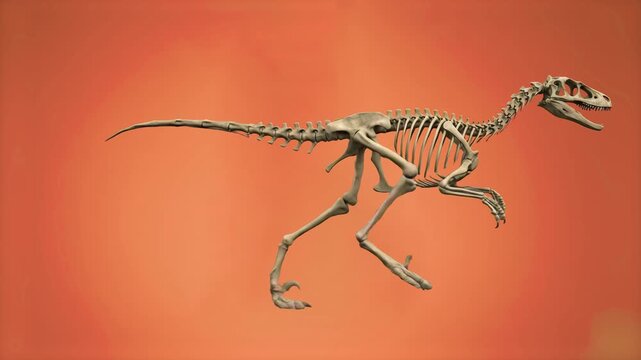 A detailed 3D animation of a theropod dinosaur skeleton running in a seamless side profile loop. The prehistorical fossil structure is contrasted against a smooth, solid orange background.