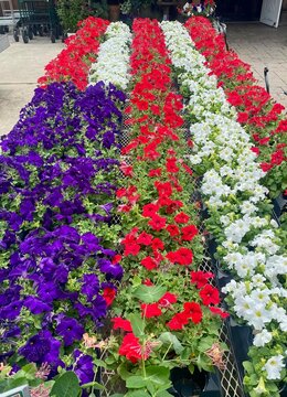 Red, white and blue petunia flowers in an American flag decoration for Fourth of July holiday