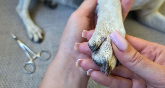 Female hands holding a dog paw to closely examine a subcutaneous inflammatory infiltration between the toes, with a medical clamp on the blurred background during a veterinary checkup at home.