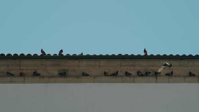 Flock of pigeons resting on building roof edge and tiled wall under clear blue sky