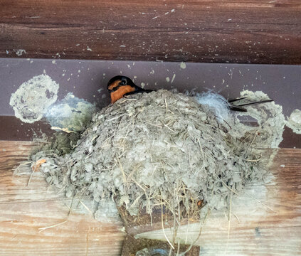 Barn Swallow Building Mud Nest on Wooden Beam