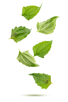 Levitation siam weed ( bitter bush )  on white background.
