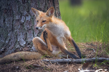 Fototapeta premium Male Red Fox scratching