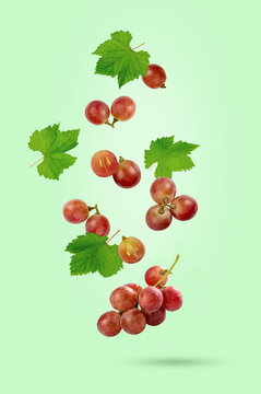 Falling Red Grapes with Green Leaves Isolated on pasten green background.