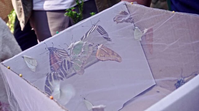 Closeup of butterflies and moths inside mesh enclosure, highlighting insect observation, conservation efforts and environmental education activity.