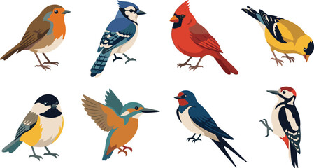 Colorful Songbird Vector Collection with Garden and Woodland Bird Illustrations © MdTanvir