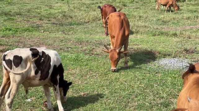 Cows are eating grass, nature background
