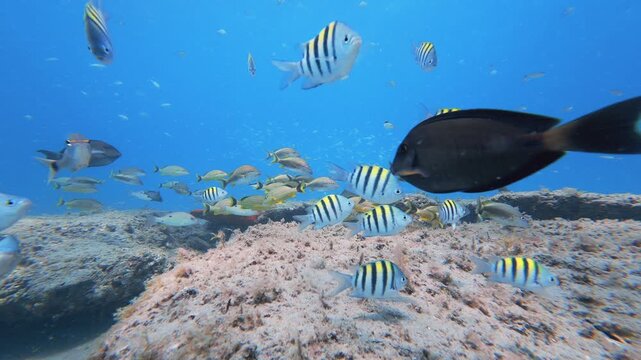 coral reef with tropical fish swimming in ocean