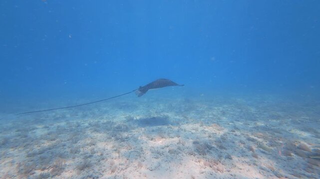 spotted eagle rays swimming in ocean