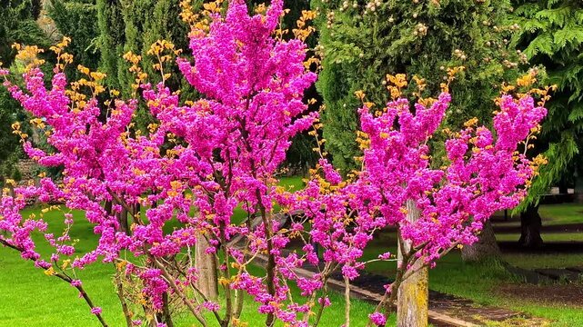 Close up of an Eastern Redbud tree with vibrant pink blossoms in a park setting.