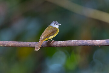 Obraz premium Yellow-bellied Bulbul (Alophoixus phaeocephalus), a common Asian songbird, perched on a branch in tropical forest.