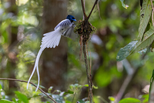 Asian Paradise Flycatcher (Terpsiphone paradisi) tending its nest in tropical forest, displaying long white tail feathers and vivid blue eye-ring.