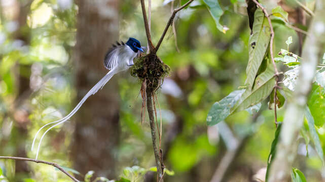 Asian Paradise Flycatcher (Terpsiphone paradisi) tending its nest in tropical forest, displaying long white tail feathers and vivid blue eye-ring.