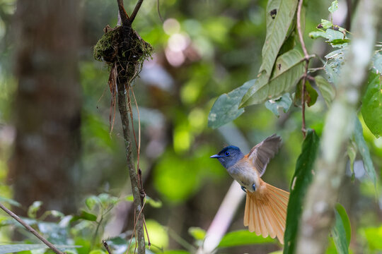 Asian Paradise Flycatcher (Terpsiphone paradisi) tending its nest in tropical forest, displaying long white tail feathers and vivid blue eye-ring.
