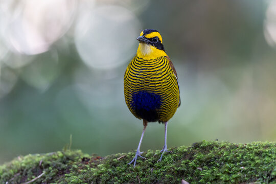 Bornean Banded Pitta (Hydrornis schwaneri) in tropical rainforest of Borneo
