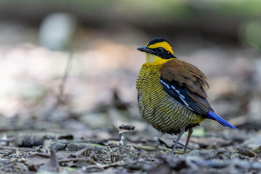 Bornean Banded Pitta (Hydrornis schwaneri) in tropical rainforest of Borneo