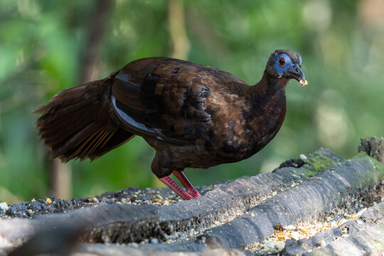 Sub-adult Bulwer&rsquo;s Pheasant (Lophura bulweri) in tropical rainforest of Borneo