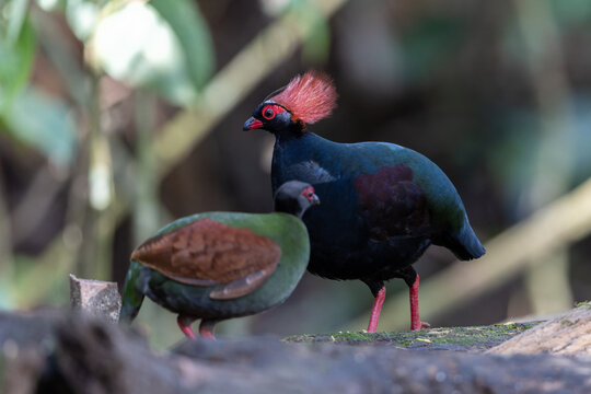 Crested Partridge (Rollulus rouloul) foraging on the forest floor. Native to Southeast Asia, it is noted for its red crest, iridescent plumage, and role as a seed disperser