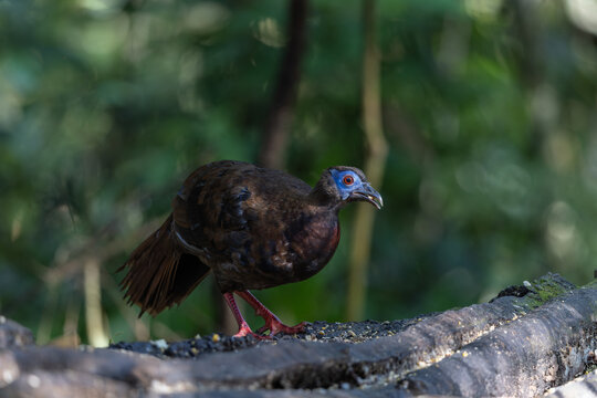 Sub-adult Bulwer&rsquo;s Pheasant (Lophura bulweri) in tropical rainforest of Borneo