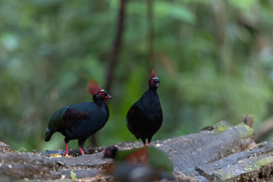 Crested Partridge (Rollulus rouloul) foraging on the forest floor. Native to Southeast Asia, it is noted for its red crest, iridescent plumage, and role as a seed disperser