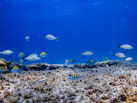 coral reef with tropical fish swimming in ocean