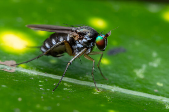Close up macro shot on a fruit fly with selective focus, Sabah, Borneo