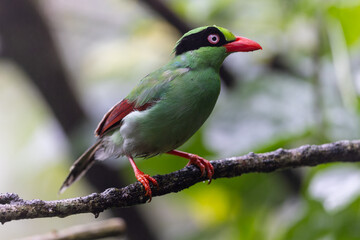 Fototapeta premium Bornean Green Magpie (Cissa kinabalu) in tropical montane rainforest of Borneo.