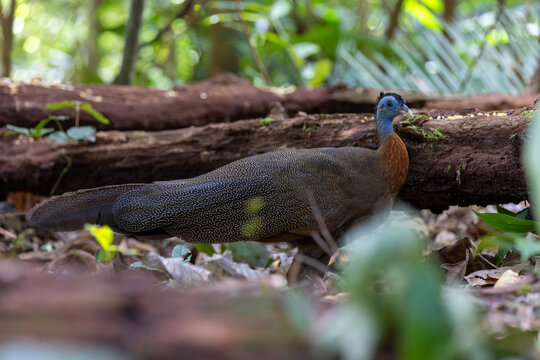 Nature wildlife image of The Great Argus in the deep jungle in Sabah, Borneo