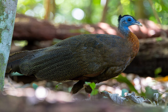 Nature wildlife image of The Great Argus in the deep jungle in Sabah, Borneo