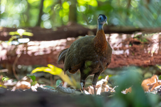 Nature wildlife image of The Great Argus in the deep jungle in Sabah, Borneo