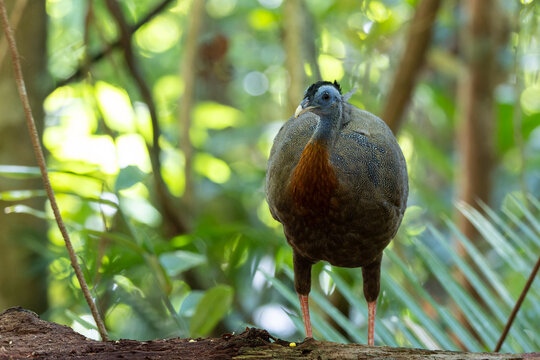 Nature wildlife image of The Great Argus in the deep jungle in Sabah, Borneo