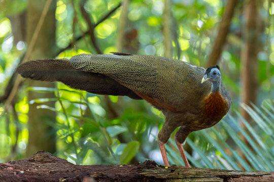 Nature wildlife image of The Great Argus in the deep jungle in Sabah, Borneo