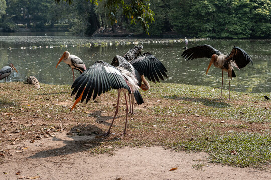 Painted storks spreading wings on lake shore