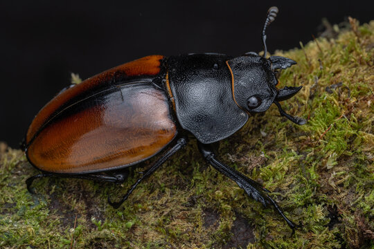 Macro Photography of Stag Beetle on Mossy Bark, Entomology Wildlife Close-Up